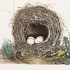 Illustrations of the Nests and Eggs of Birds of Ohio